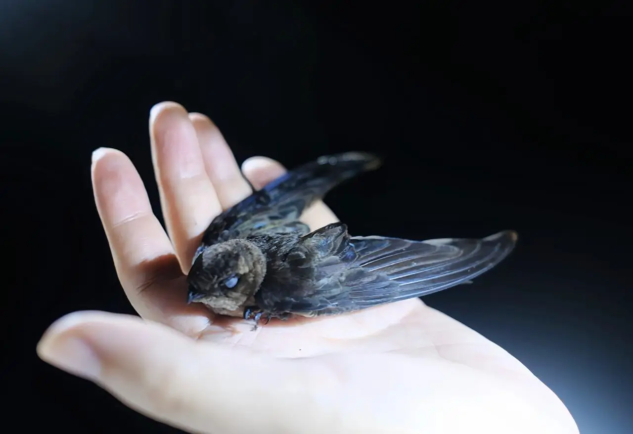 Bird House 02 | Indonesia Bird Nest