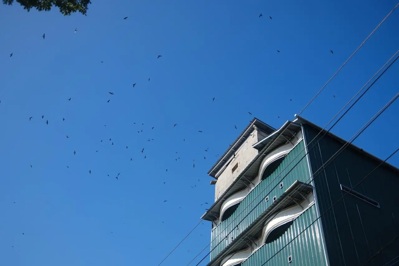 Bird House 09 | Indonesia Bird Nest