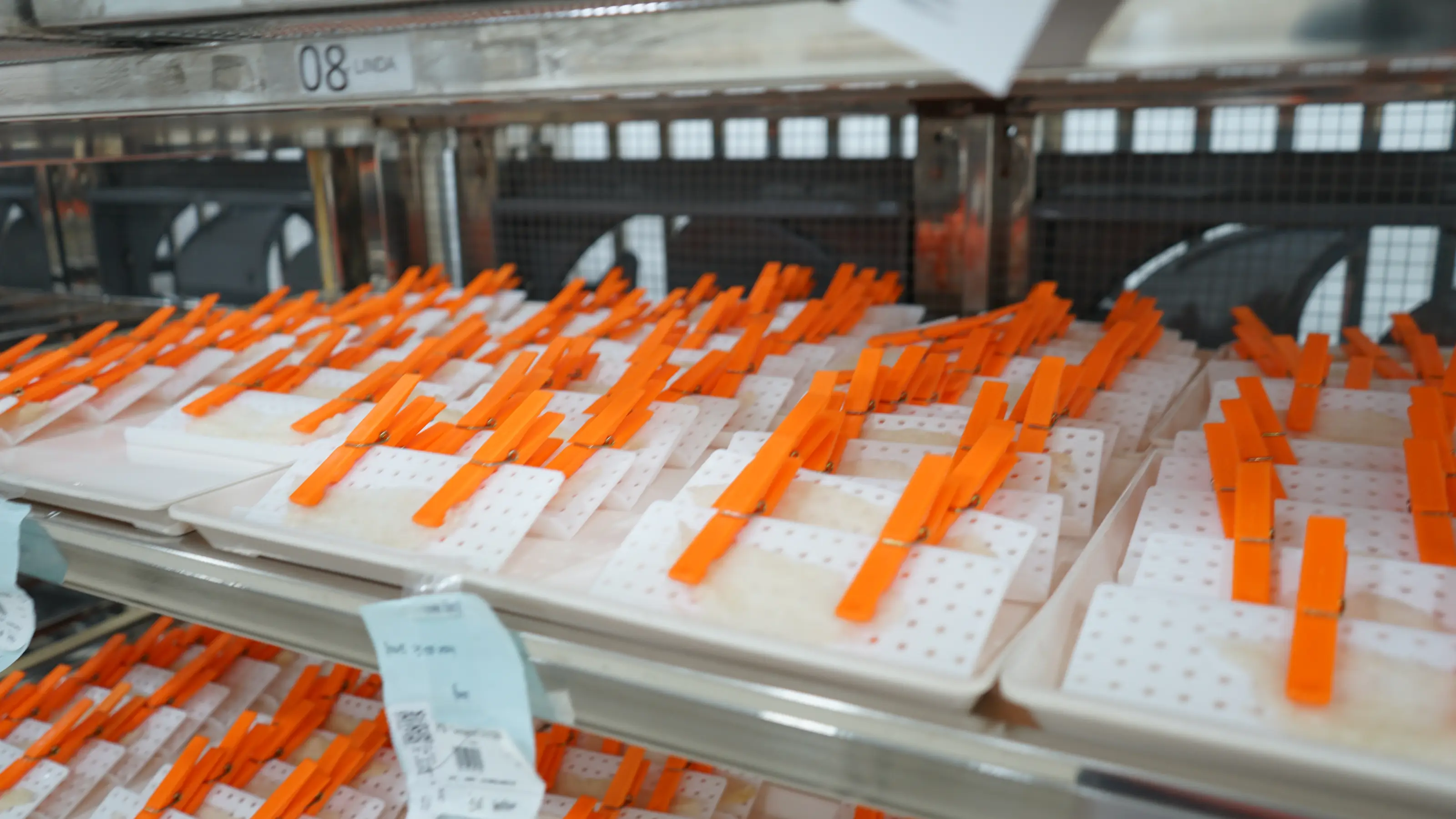 DSC00349 | Indonesia Bird Nest