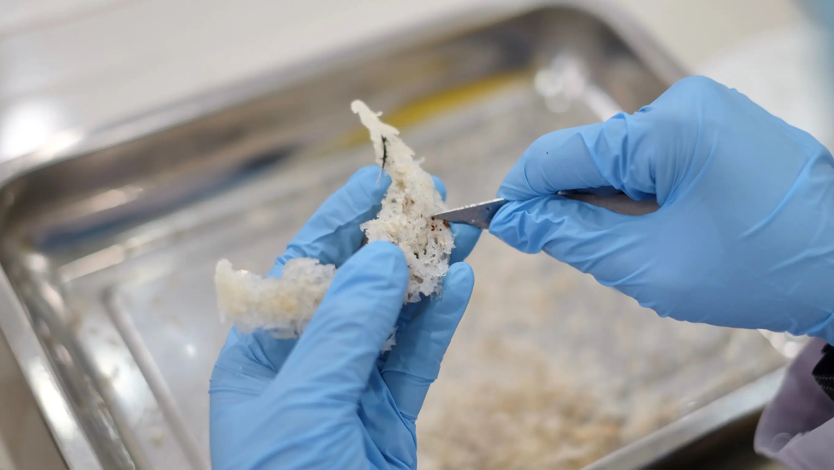 Slide 18c | Indonesia Bird Nest