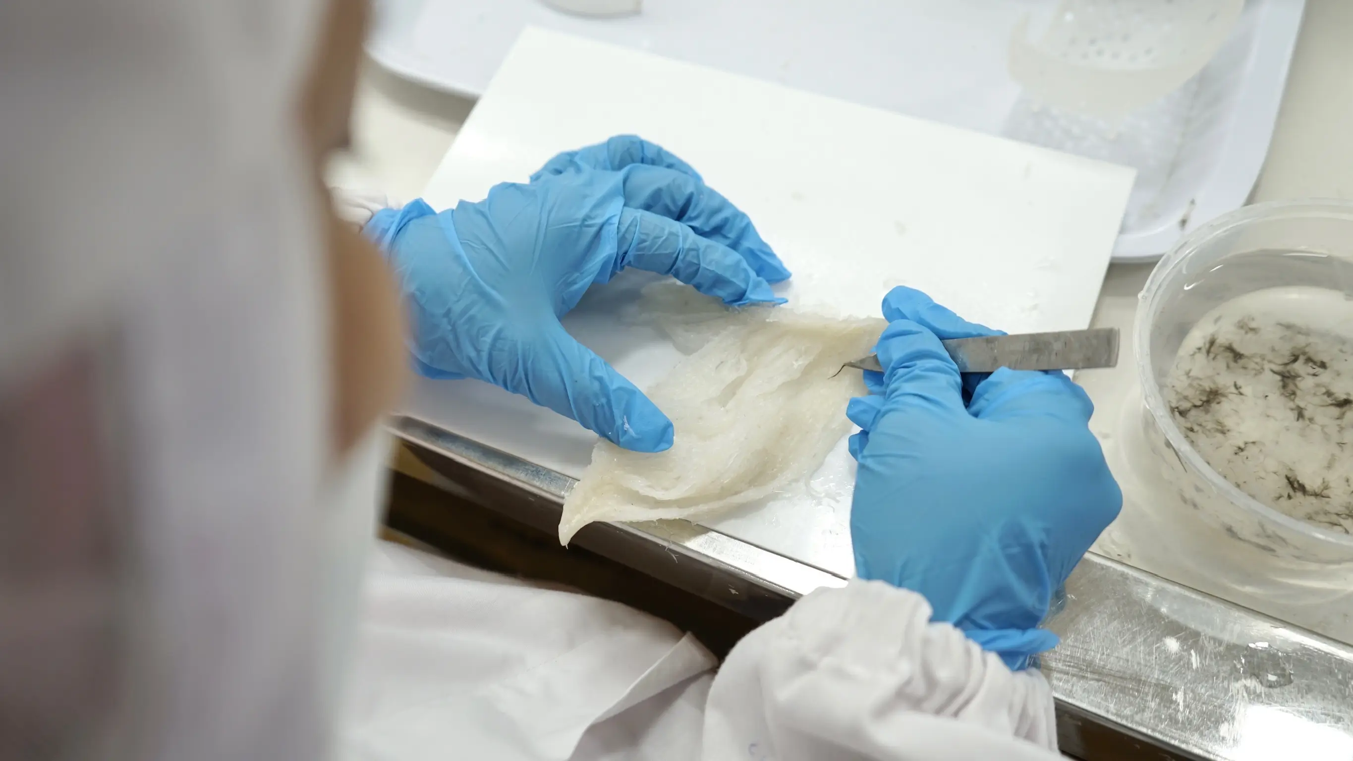 Slide 19e | Indonesia Bird Nest