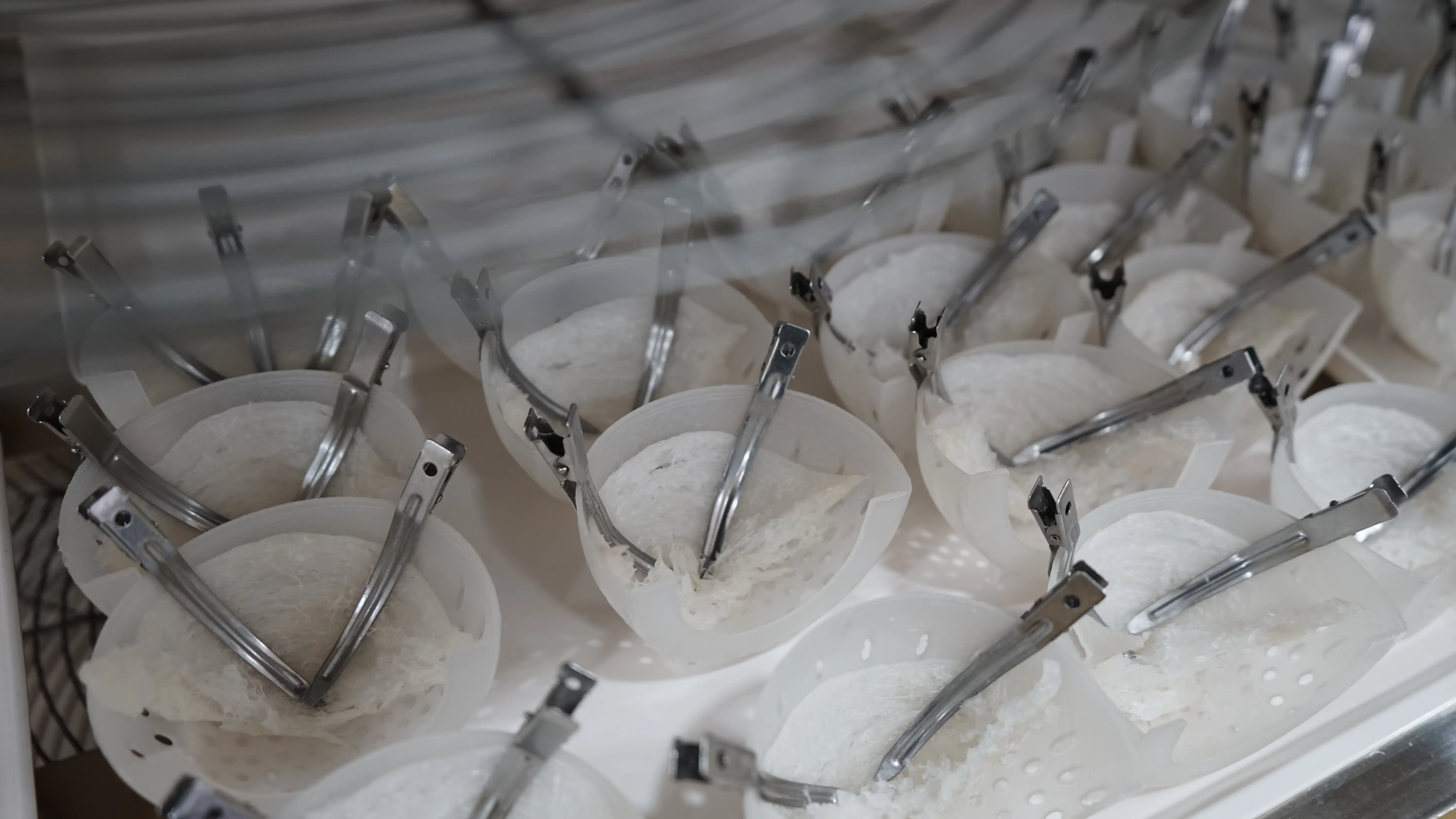 Slide 21b | Indonesia Bird Nest