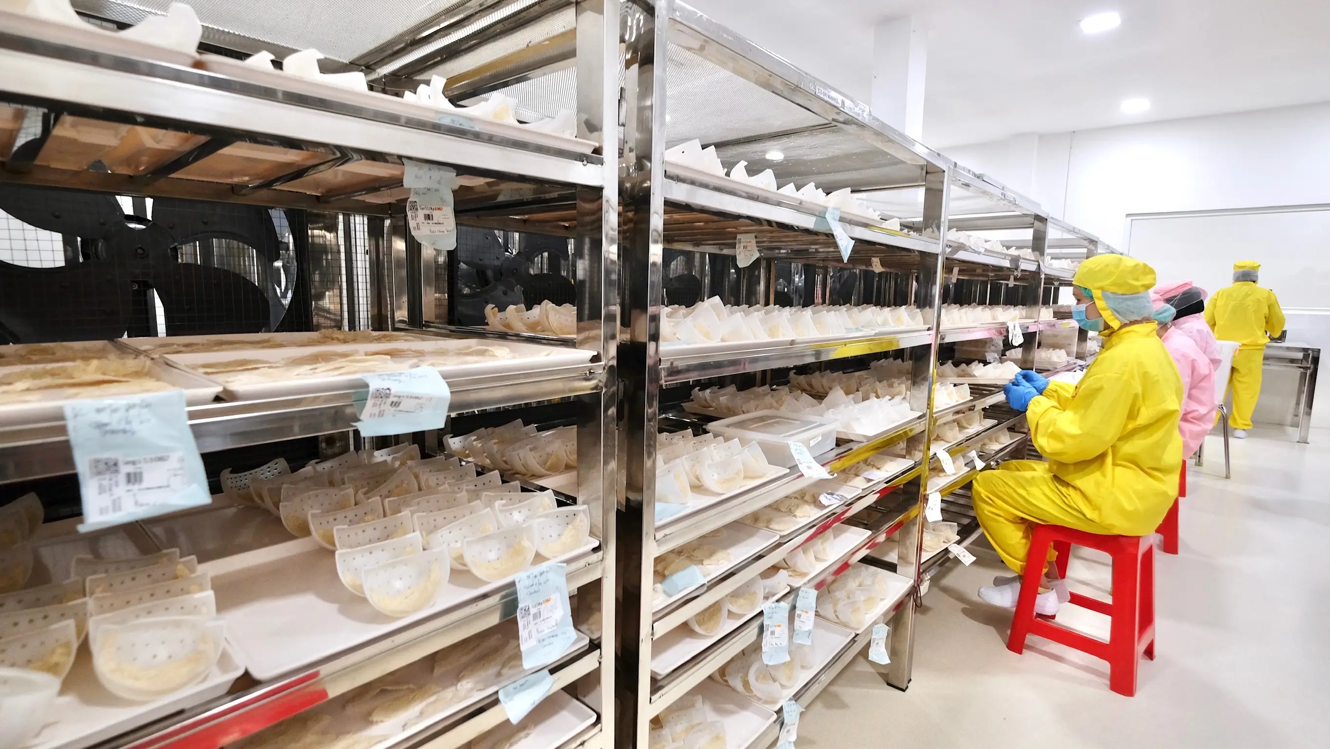 Slide 21c | Indonesia Bird Nest