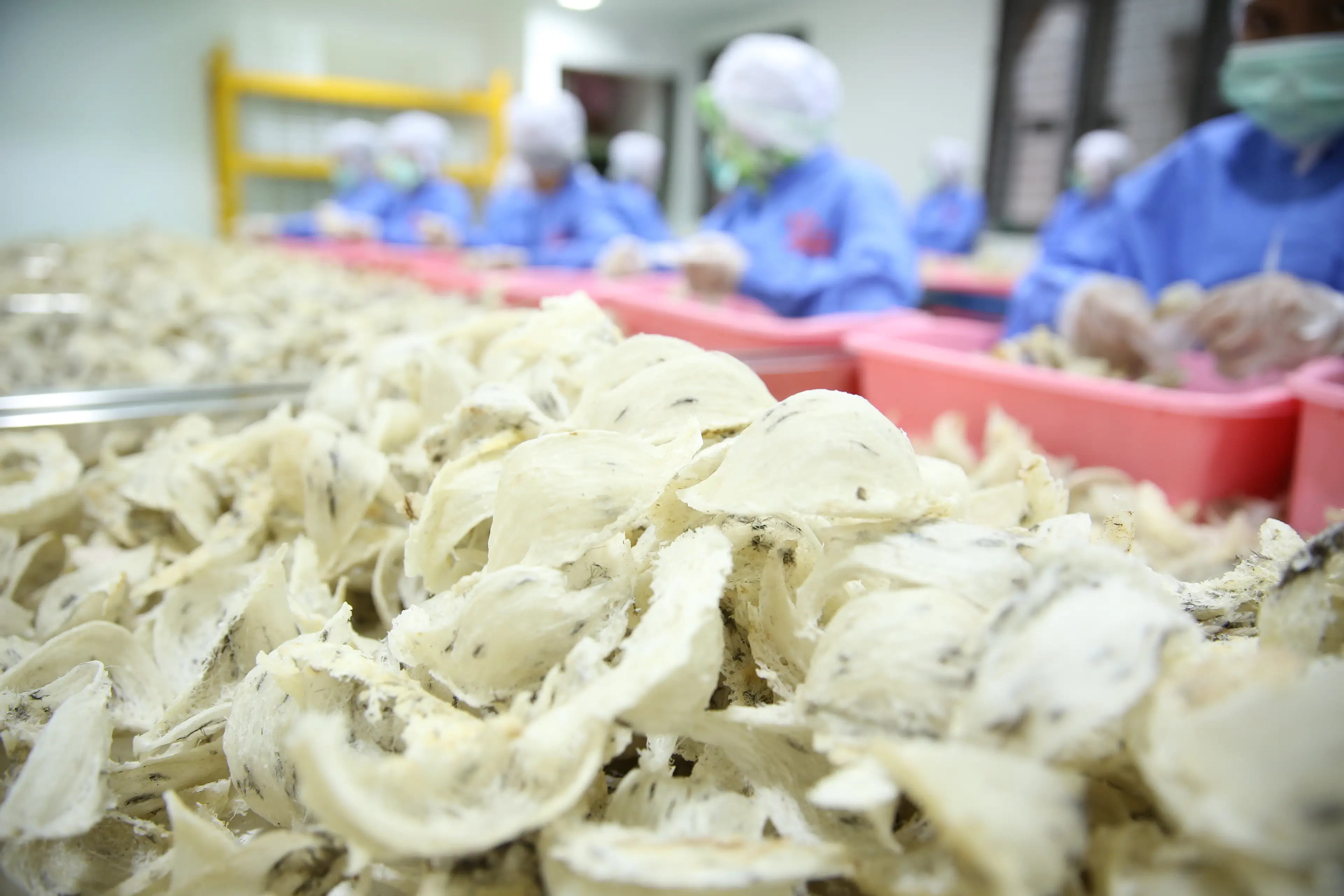 persiapan3 | Indonesia Bird Nest