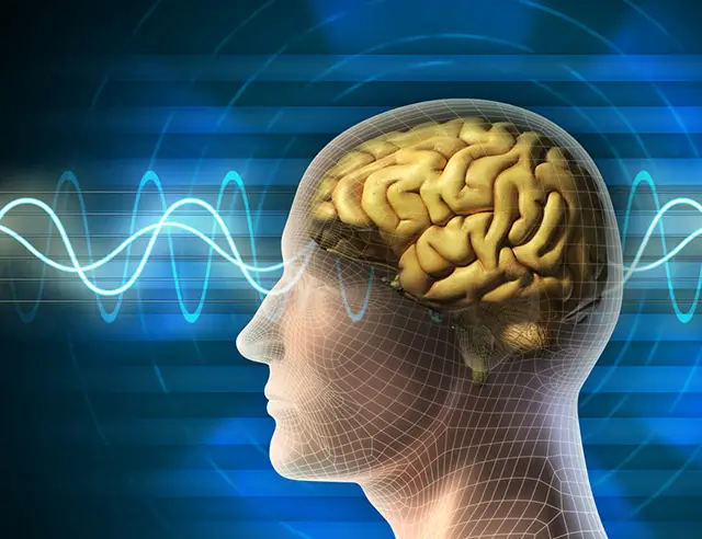 Home 7 Improves Memory and Brain Function | Indonesia Bird Nest