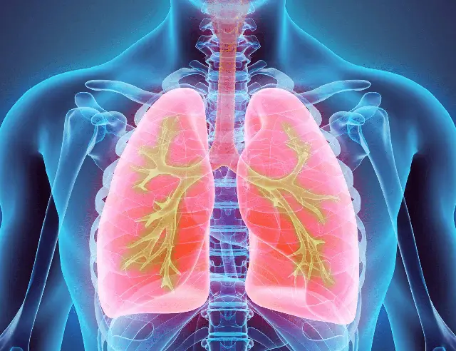 Home 5 Soothes the Lungs and Relieves Cough | Indonesia Bird Nest